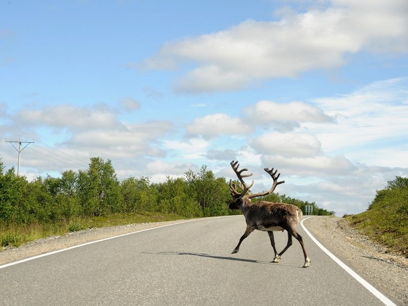 Avec votre omnium, vous êtes indemnisé si un animal sauvage entre en collision avec votre véhicule